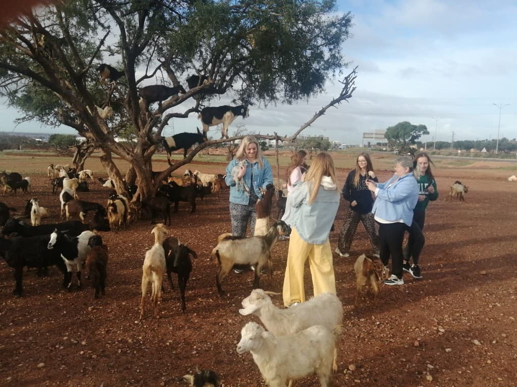 Goat on Tree and Crocoparc